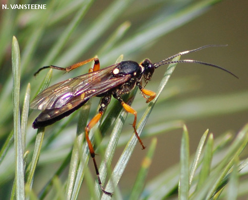 Diphyus quadripunctorius