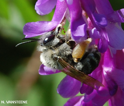 Eucera sp