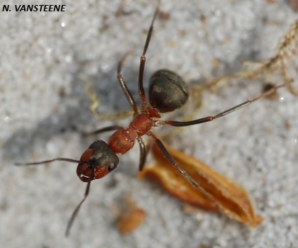 Formica rufibarbis