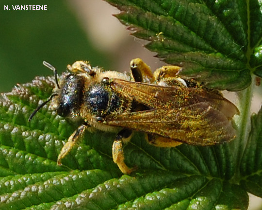 Halictus quadricinctus