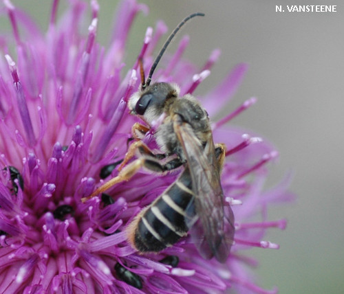 Halictus quadricinctus