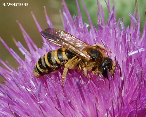 Halictus scabiosae