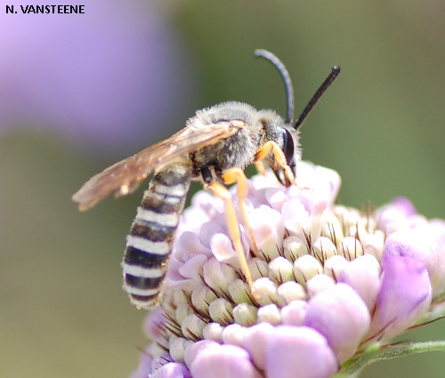 Halictus scabiosae