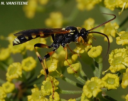 Ichneumon sarcitorius