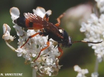 Ichneumon sarcitorius