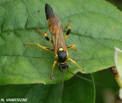 Ichneumon xanthorius