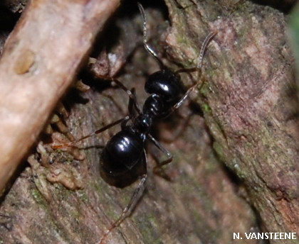 Lasius fuliginosus