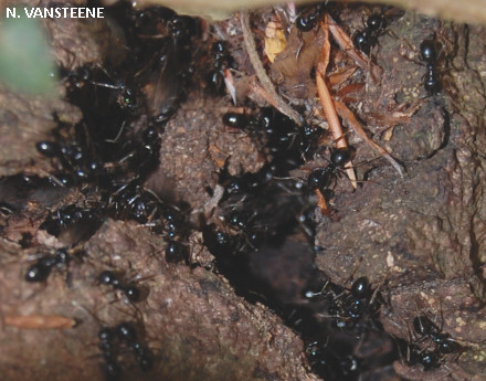 Lasius fuliginosus