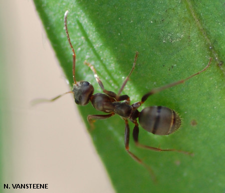 Lasius niger