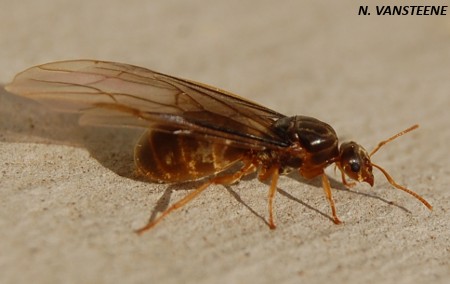 Lasius sp