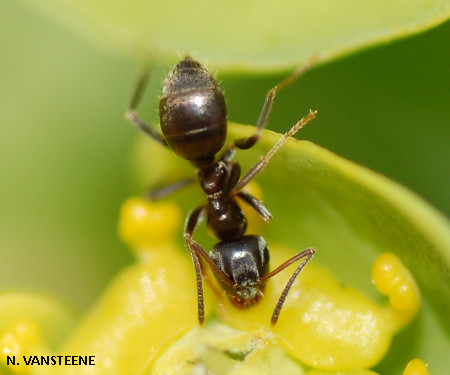 Lasius sp