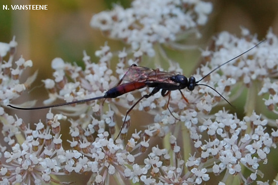 Lissonota sp