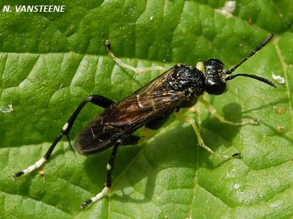 Macrophya montana