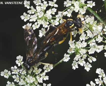 Macrophya montana