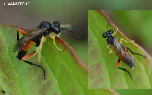 Macrophya rufipes