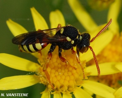 Nomada sp