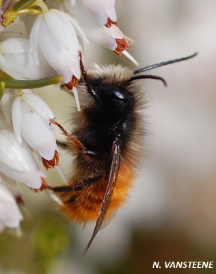 Osmia cornuta