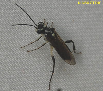 Pachyprotasis sp