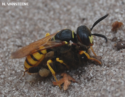 Philanthus triangulum