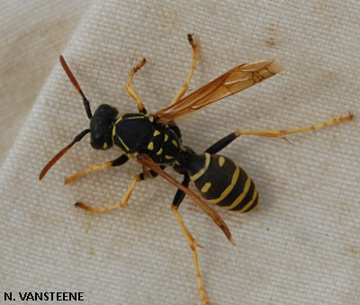 Polistes sp