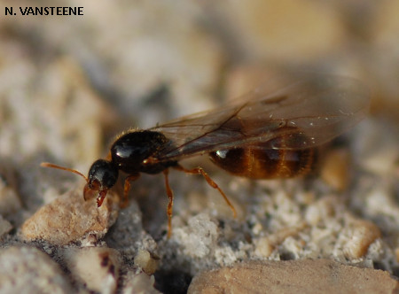 Solenopsis fugax