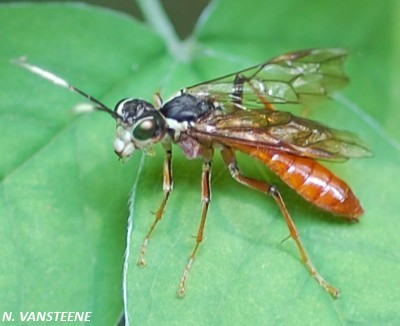 Tenthredo ferruginea