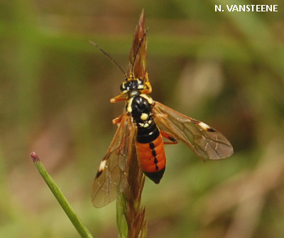 Tenthredopsis sp