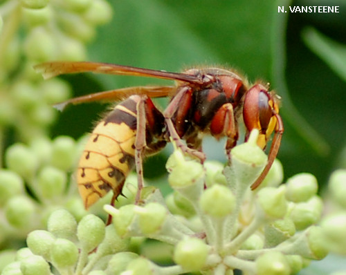 Vespa crabro