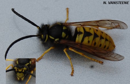 Vespula germanica