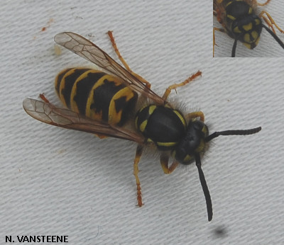 Vespula vulgaris