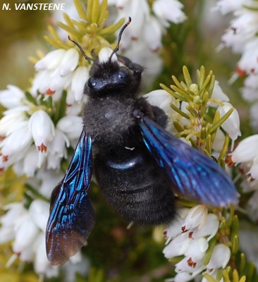 Xylocopa violacea