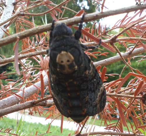 Acherontia atropos