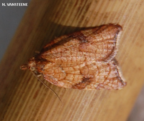 Acleris rhombana