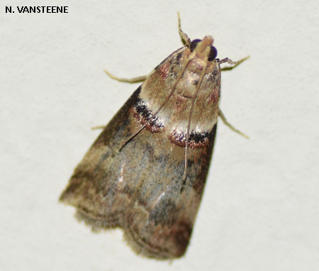 Acrobasis tumidana