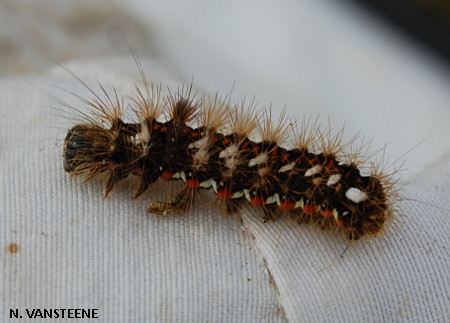 Acronicta rumicis