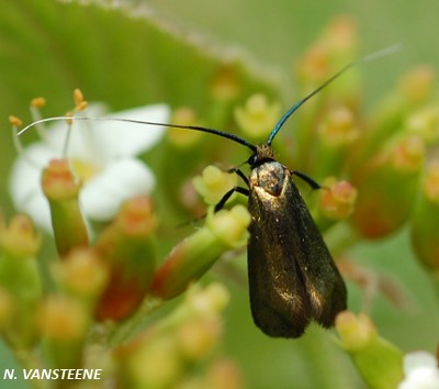 Adela reaumurella