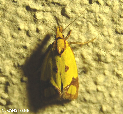 Agapeta zoegana