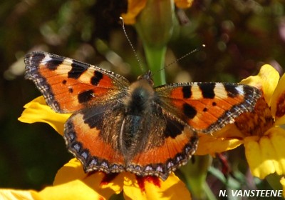 Aglais urticae