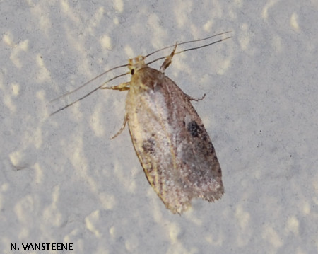 Agonopterix sp