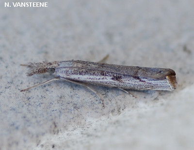 Agriphila geniculea