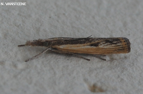 Agriphila inquinetella