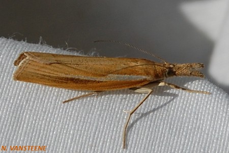 Agriphila tristella