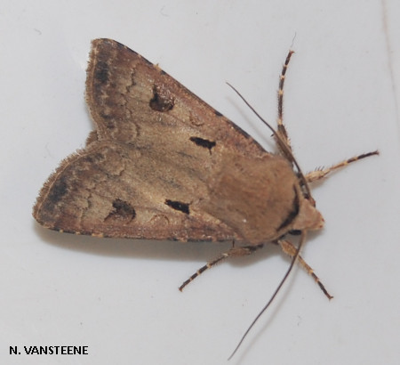 Agrotis exclamationis