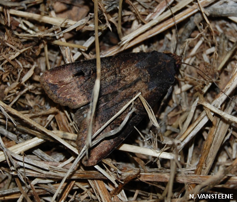 Agrotis ipsilon