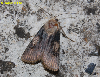 Agrotis puta