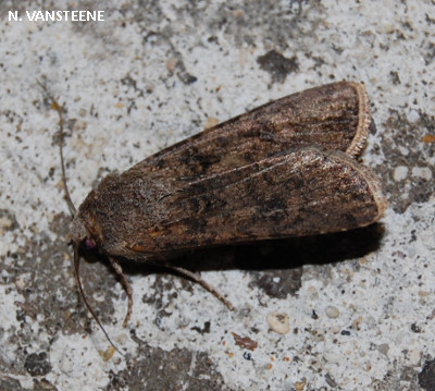 Agrotis segetum