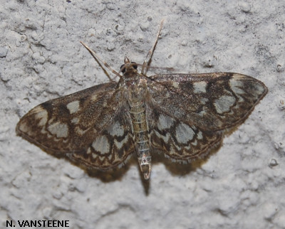 Anania coronata