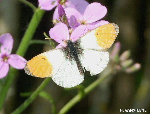 Anthocharis cardamines