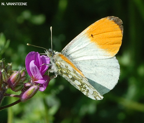 Anthocharis cardamines