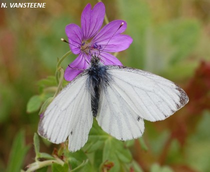 Anthocharis cardamines